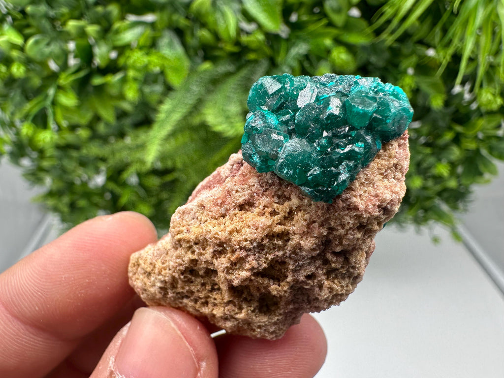 Stunning Green Dioptase from Sanda Hills,Mindouli,Pool Department,Mindouli District,Congo,green Dioptase,Dioptas Crystal,Dioptase collecting