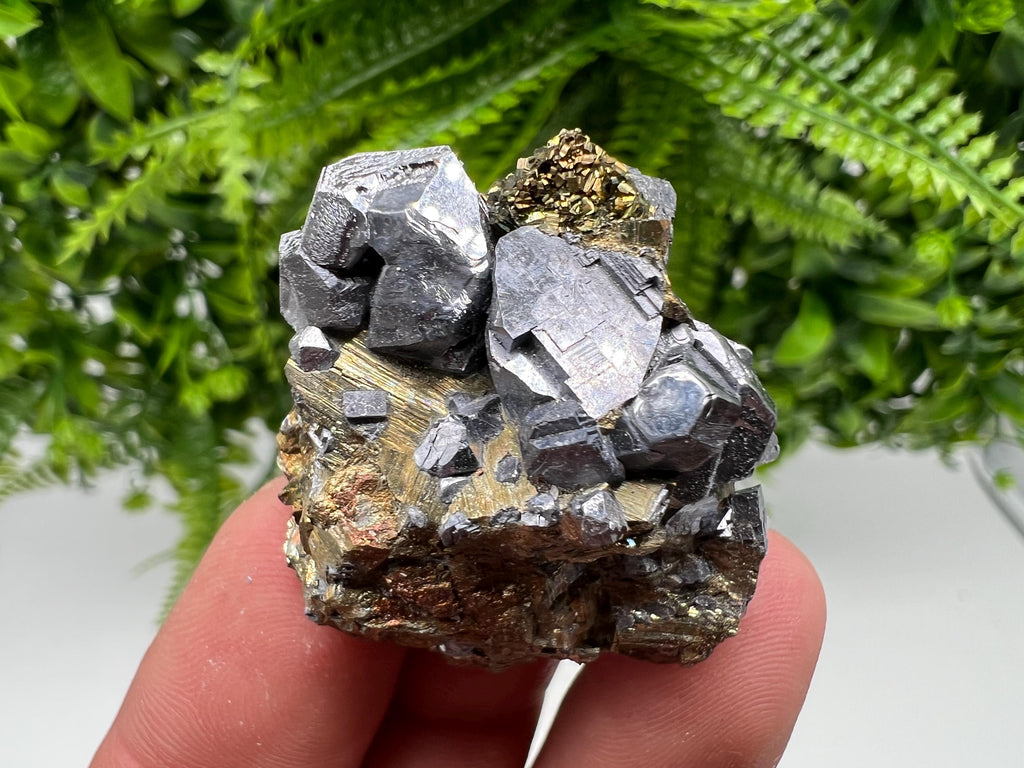 Galena on Pyrite Mineral Specimen: Borieva Mine, Bulgaria