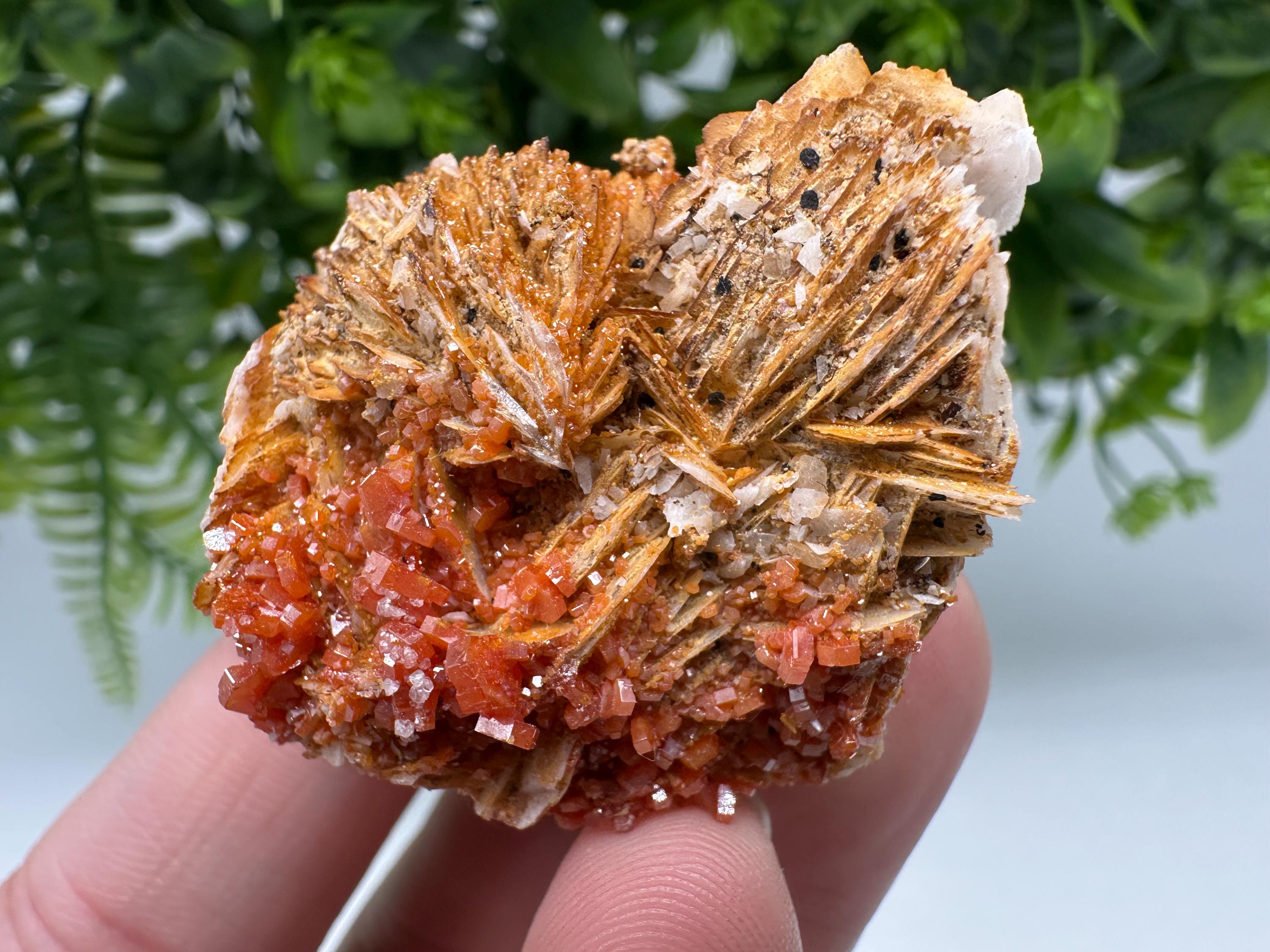 Red Vanadinite on Barite from Marocco,crystal minerals Speciment cluster Vanadinite crystal Vanadinite Geology Vanadinite cluster minerals