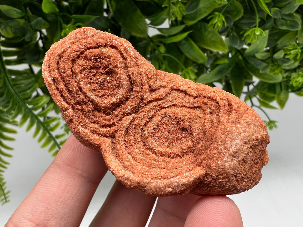 Moroccan Stromatolite Fossil Specimen, Raw Algae Fossil