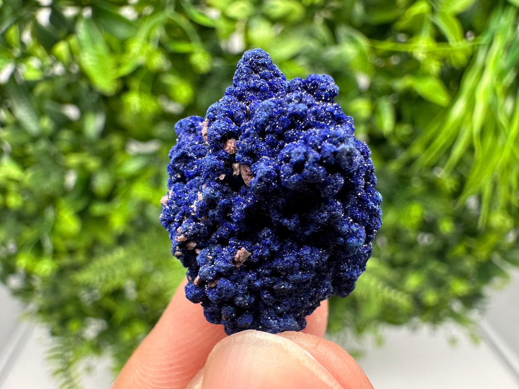 Crystallized Azurite-Kerrouchen,Morocco-Blue Azurite Specimen-High Quality Blue Azurite-Azurite Mineral Specimen, gemmy,lustrous of Azurite