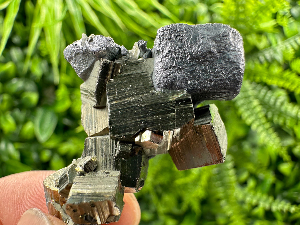 Galena on Pyrite Specimen: Borieva Mine, Bulgaria