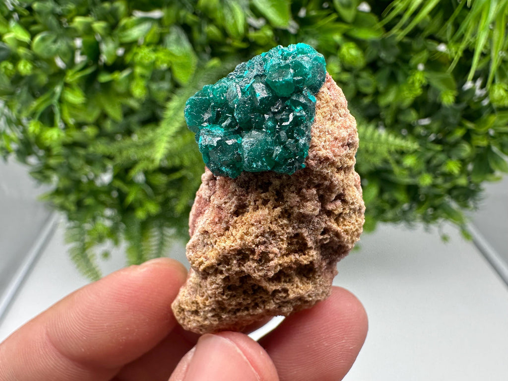 Stunning Green Dioptase from Sanda Hills,Mindouli,Pool Department,Mindouli District,Congo,green Dioptase,Dioptas Crystal,Dioptase collecting