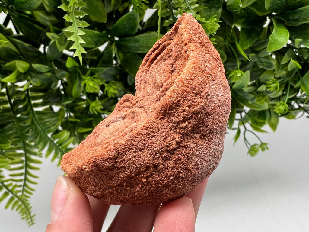 Moroccan Stromatolite Fossil Specimen, Raw Algae Fossil for Meditation