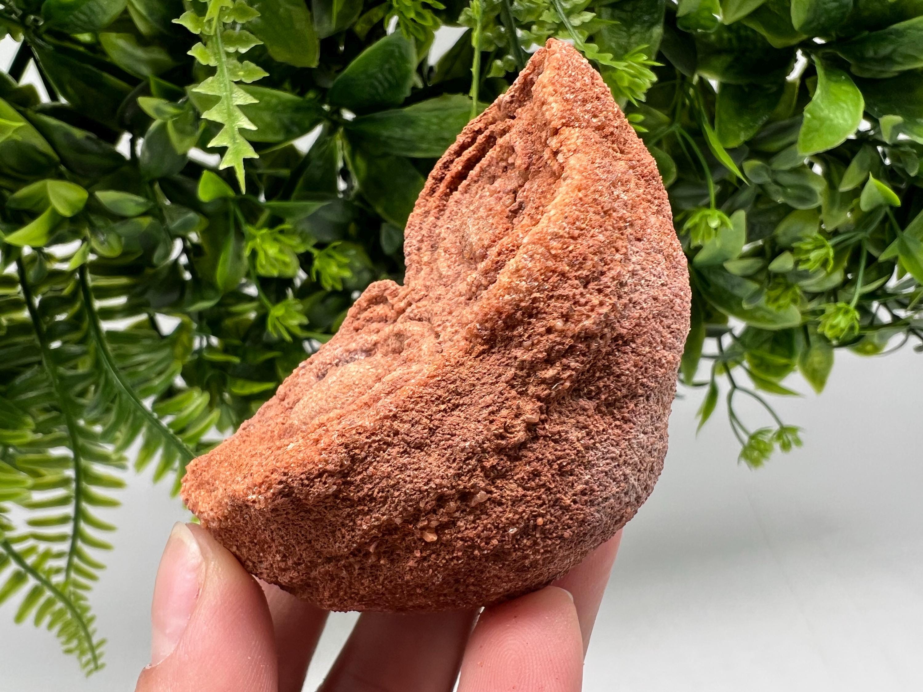 Moroccan Stromatolite Fossil Specimen, Raw Algae Fossil for Meditation