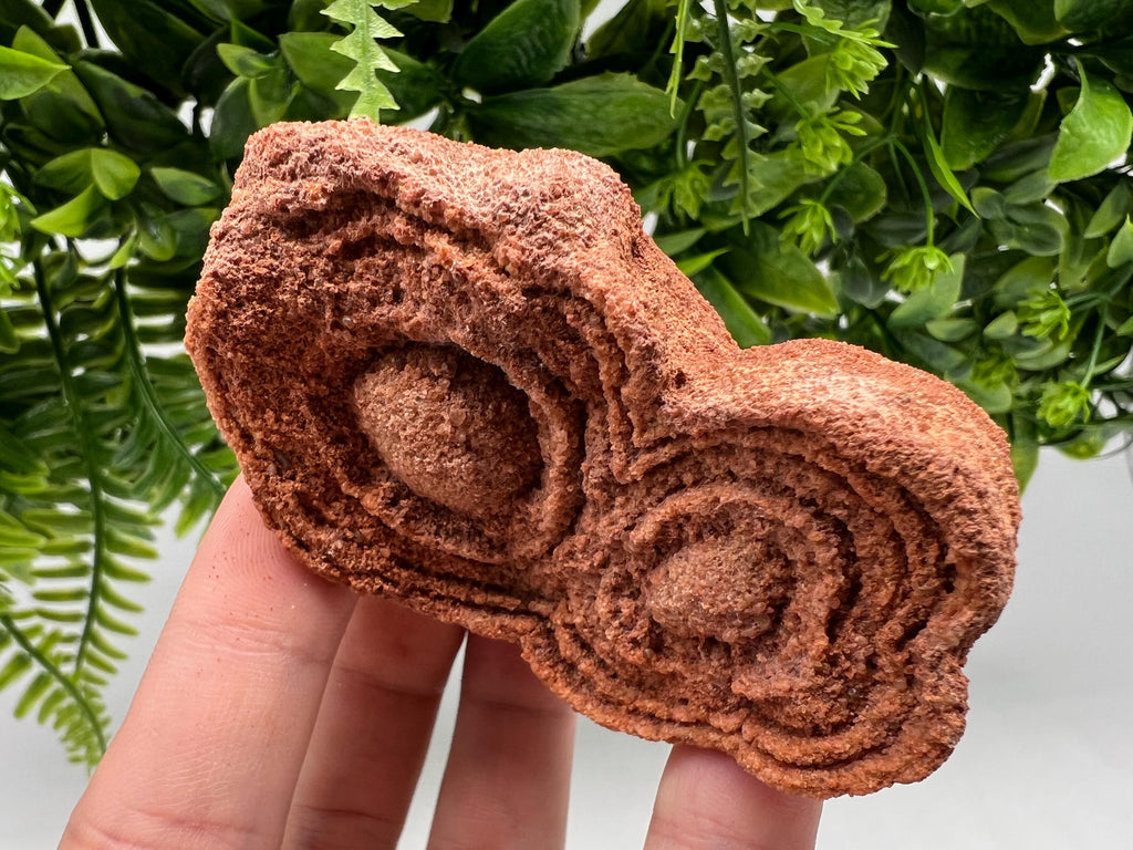 Moroccan Stromatolite Fossil Specimen, Raw Algae Fossil for Meditation