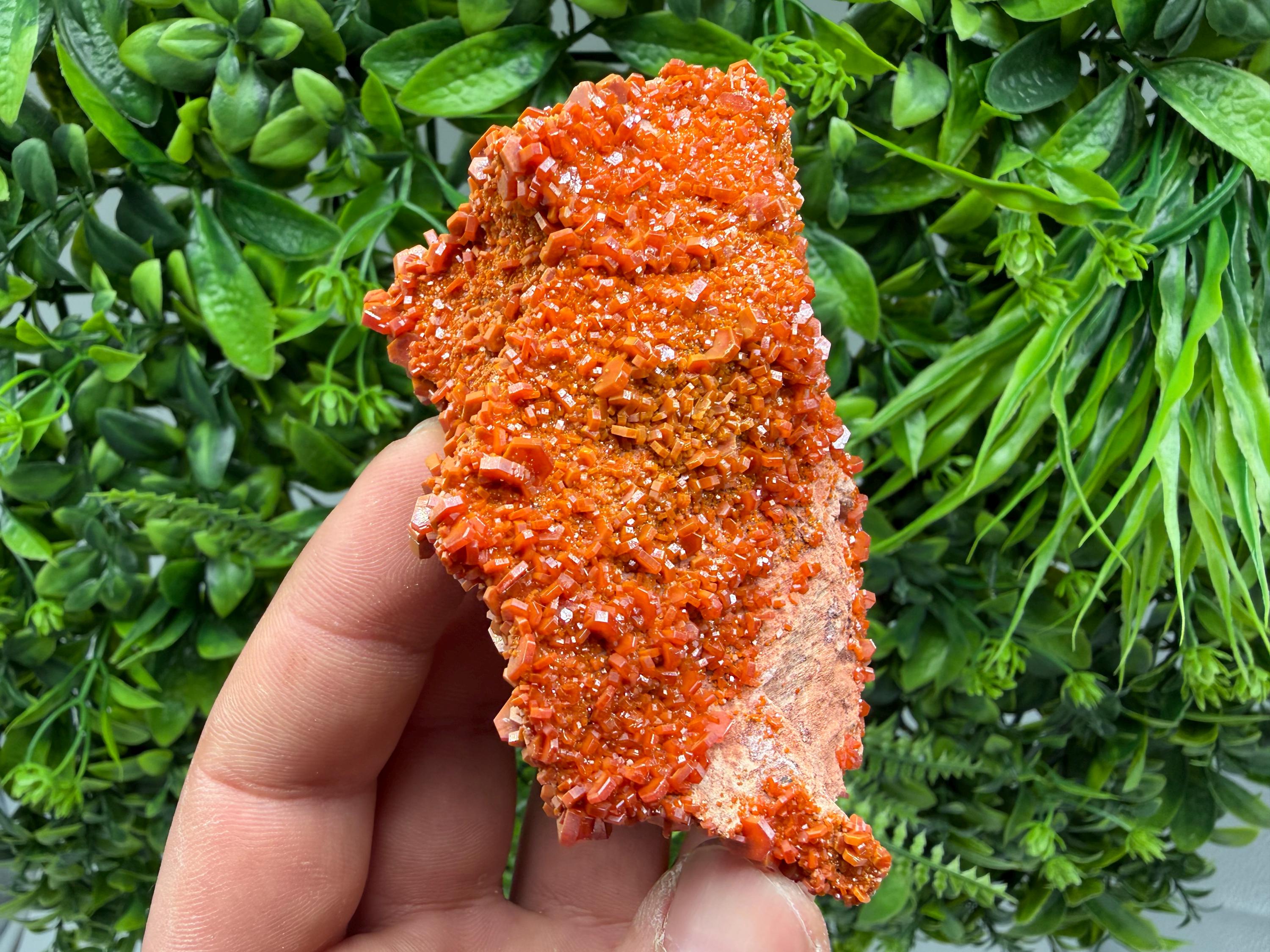 Red Vanadinite on Matrix from Marocco,crystal minerals Speciment cluster Vanadinite crystal Vanadinite Geology Vanadinite cluster minerals