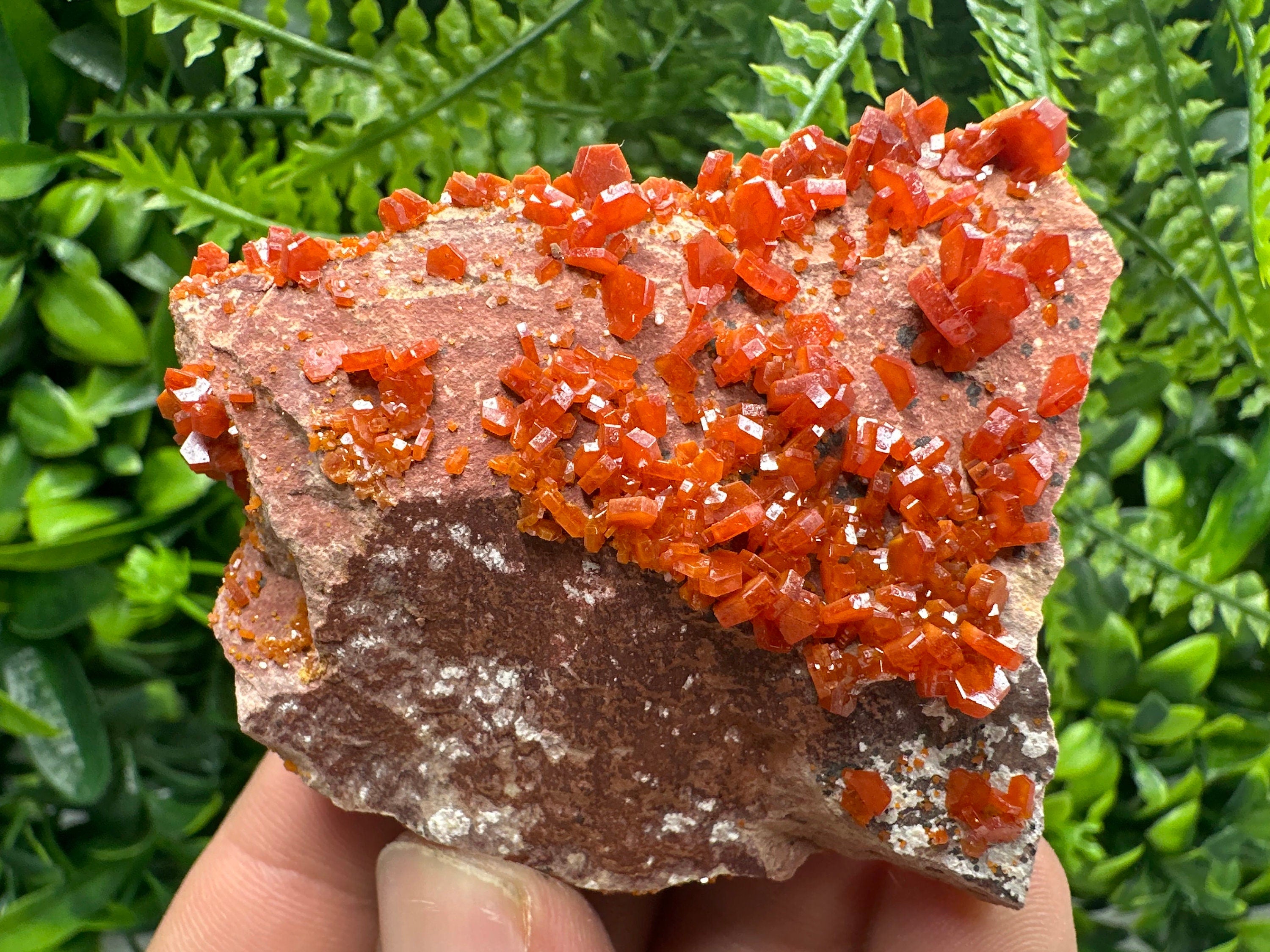 Red Vanadinite Crystal Cluster on Matrix, Morocco Specimen