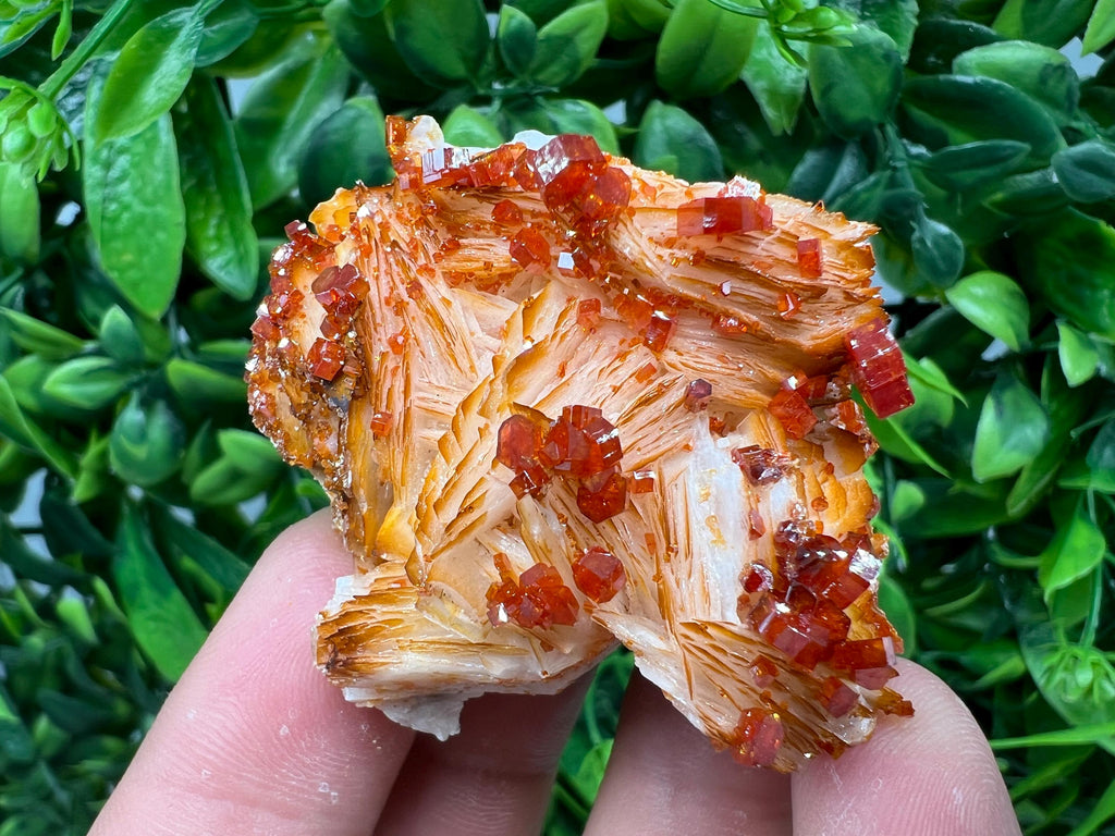 Red Vanadinite on Barite from Marocco,crystal minerals Speciment cluster Vanadinite crystal Vanadinite Geology Vanadinite cluster minerals
