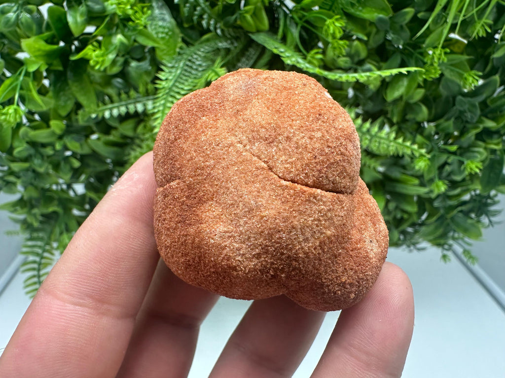Moroccan Stromatolite Fossil Specimen: Raw Algae Stone for Grounding