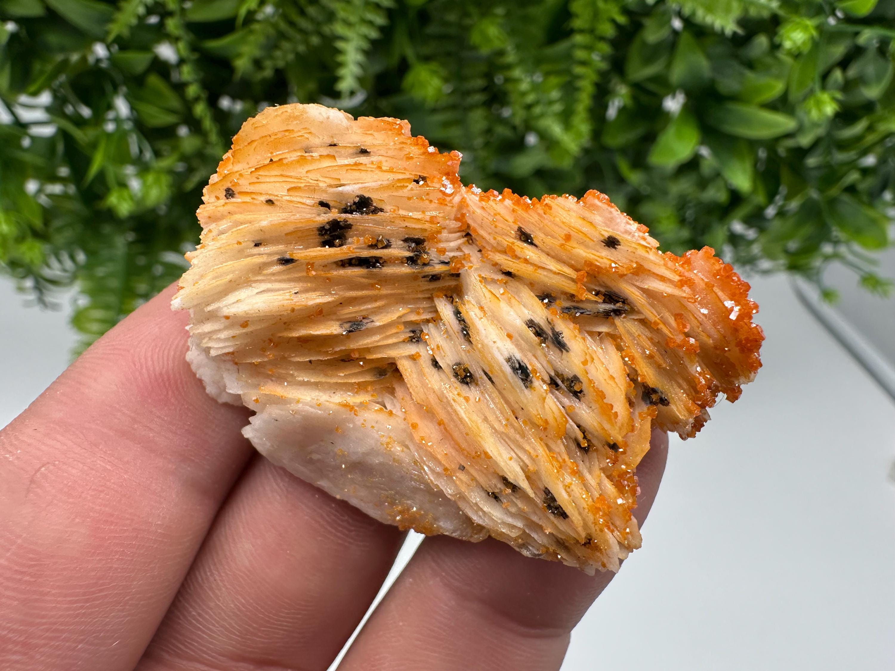 Red Vanadinite on Barite from Marocco,crystal minerals Speciment cluster Vanadinite crystal Vanadinite Geology Vanadinite cluster minerals