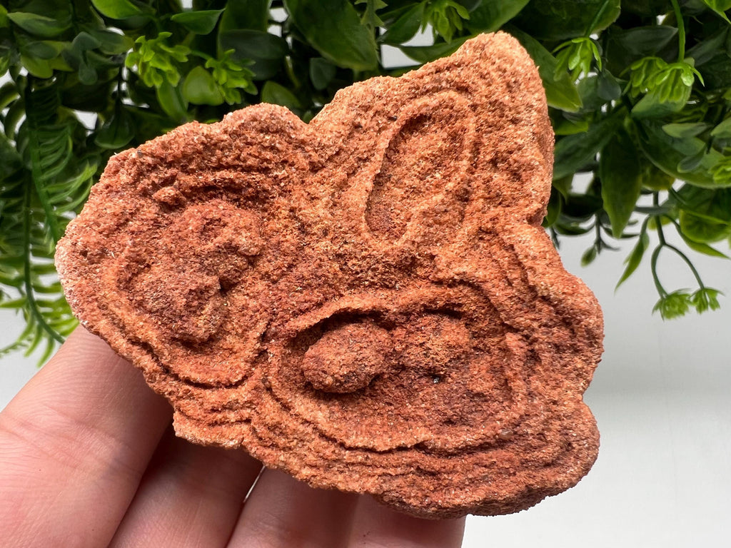 Raw Moroccan Stromatolite Fossil Specimen, Grounding Stone