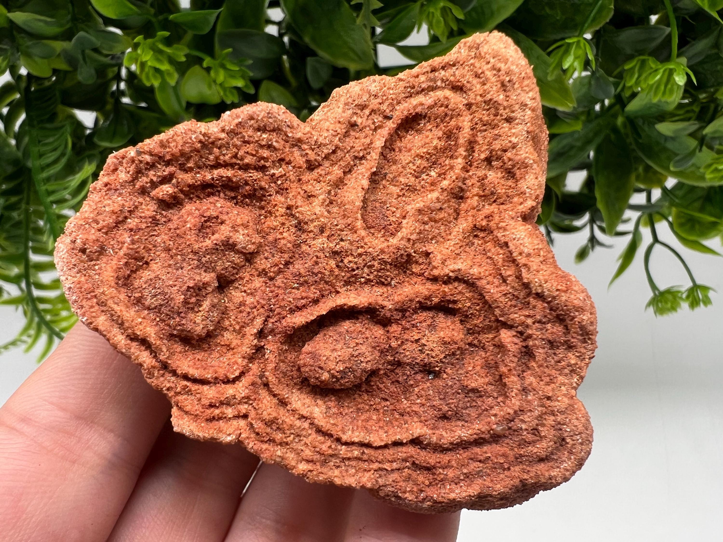 Raw Moroccan Stromatolite Fossil Specimen, Grounding Stone