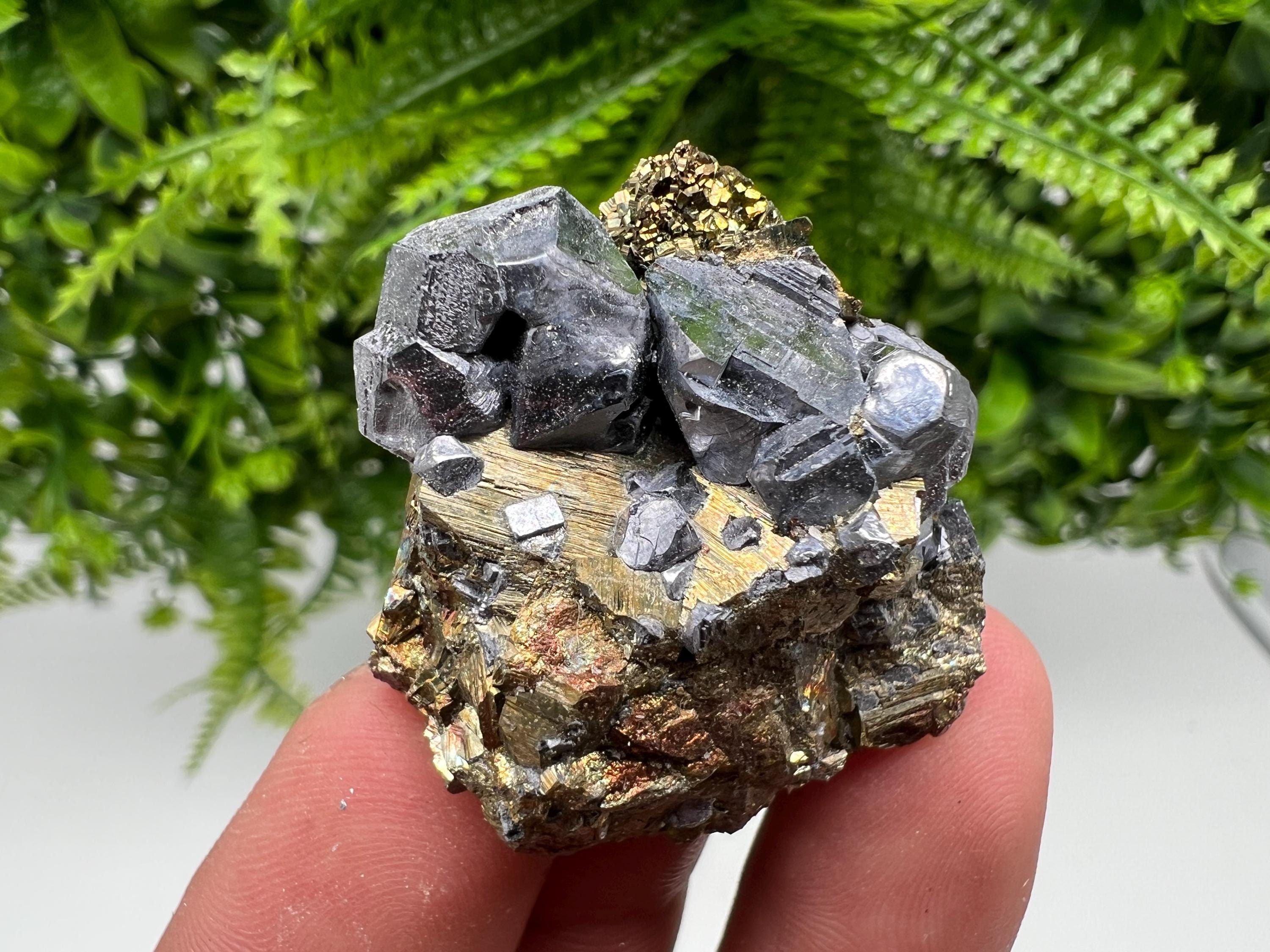 Galena on Pyrite Mineral Specimen: Borieva Mine, Bulgaria