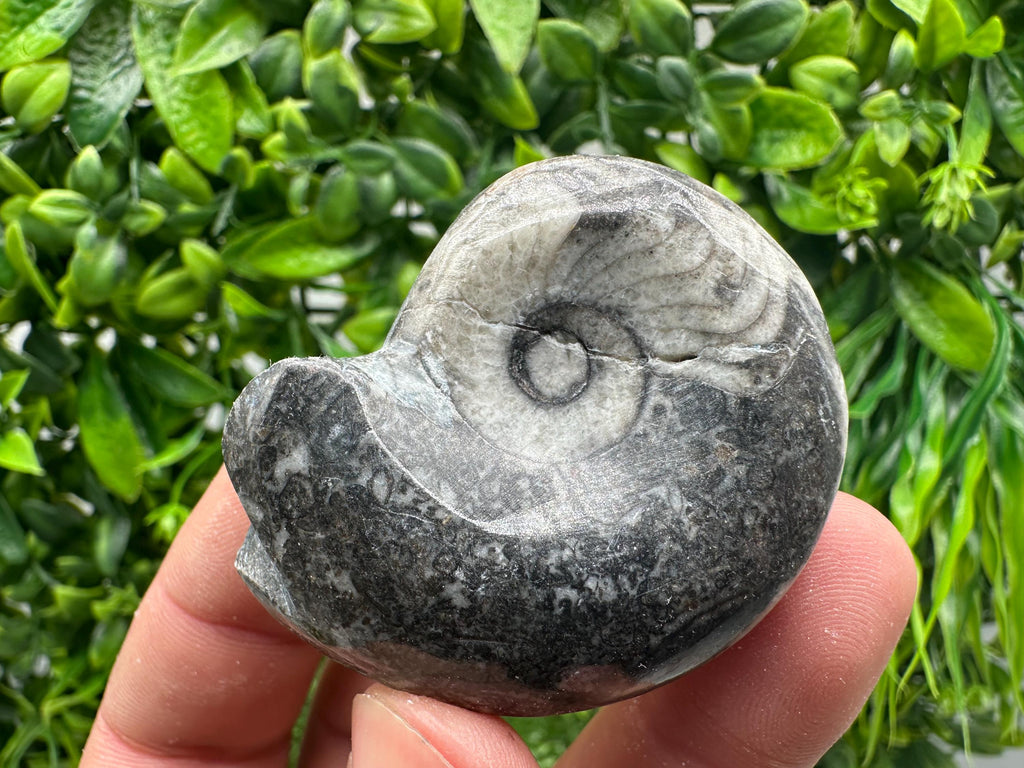 Natural Ammonite Fossil Conch, Reiki Healing Crystal Specimen, Madagascar