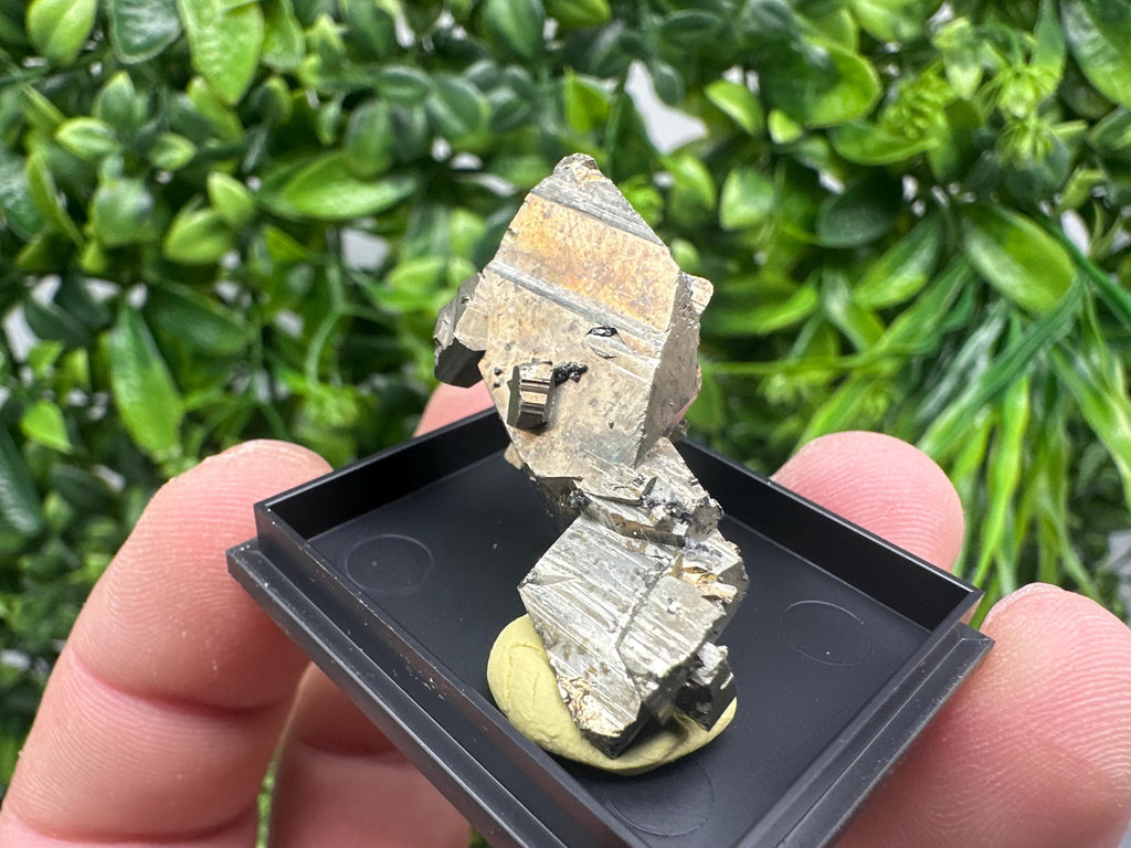 Rare Crystallized Pyrite Cluster - Borieva Mine, Bulgaria
