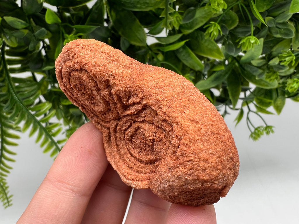 Moroccan Stromatolite Fossil Specimen, Raw Algae Fossil