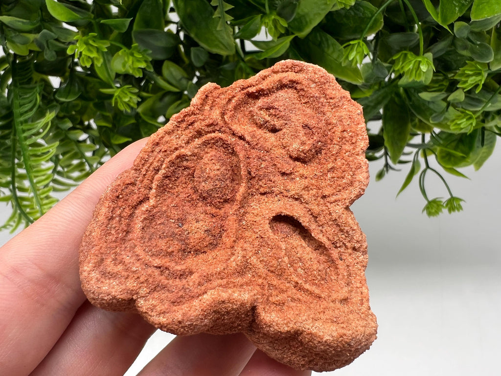 Raw Moroccan Stromatolite Fossil Specimen, Grounding Stone