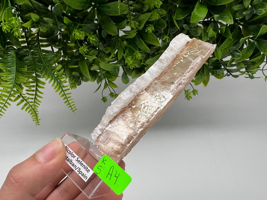 Golden Phantom Selenite Slab: Utah Raw Fishtail Selenite Wand