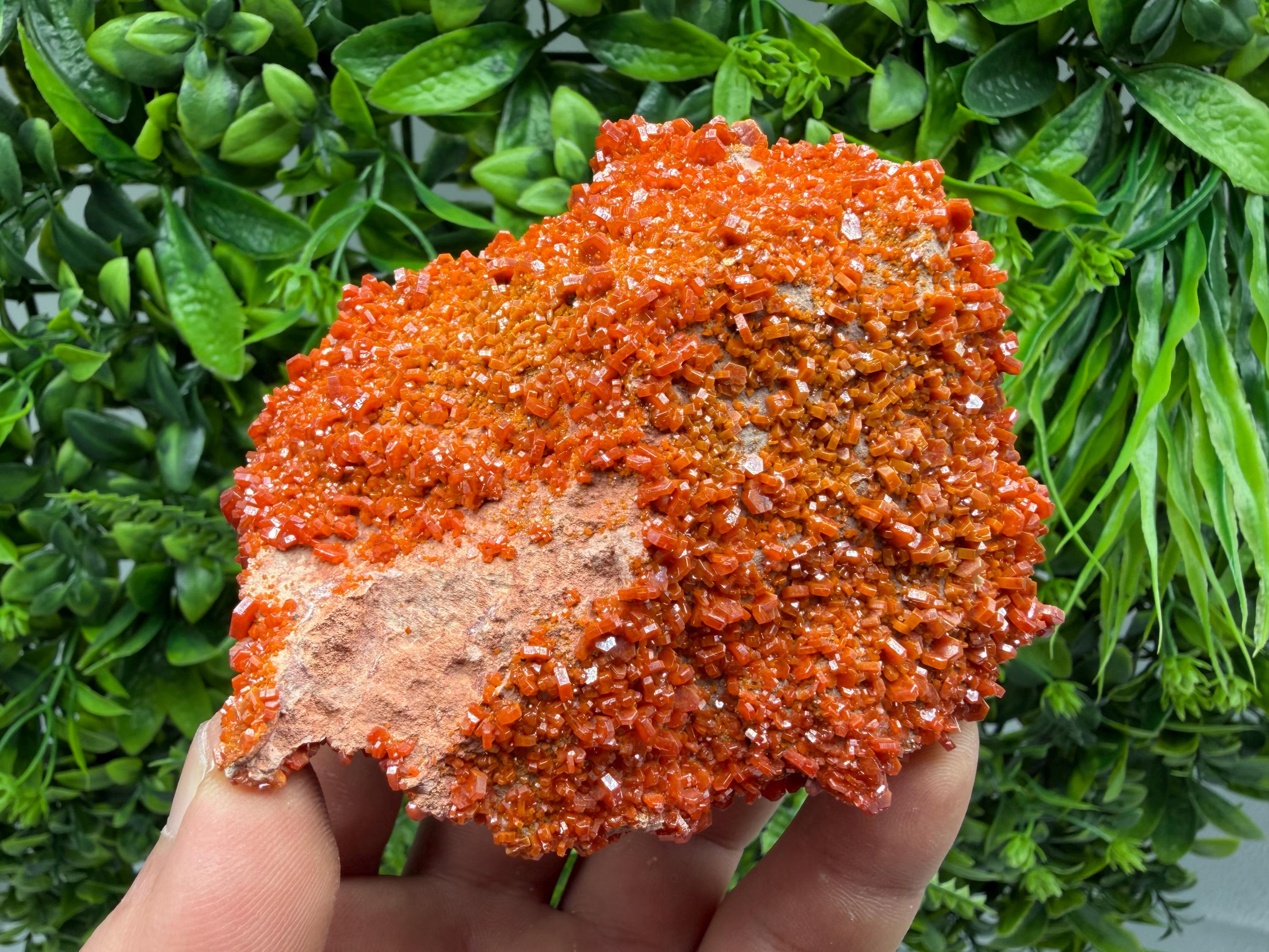 Red Vanadinite on Matrix from Marocco,crystal minerals Speciment cluster Vanadinite crystal Vanadinite Geology Vanadinite cluster minerals