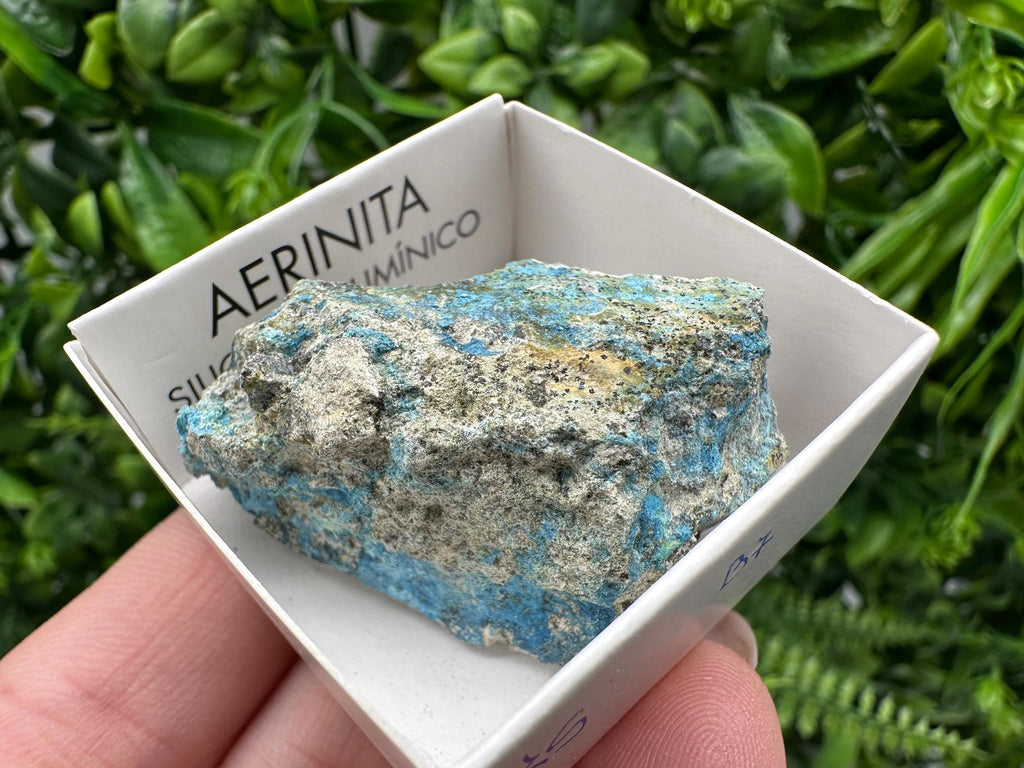 Rare Raw Aerinite Mineral Specimen: Lleida, Spain Crystal
