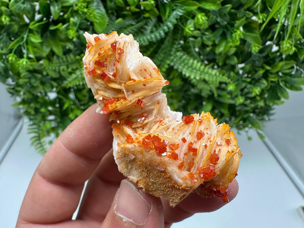 Red Vanadinite on Barite from Marocco,crystal minerals Speciment cluster Vanadinite crystal Vanadinite Geology Vanadinite cluster minerals