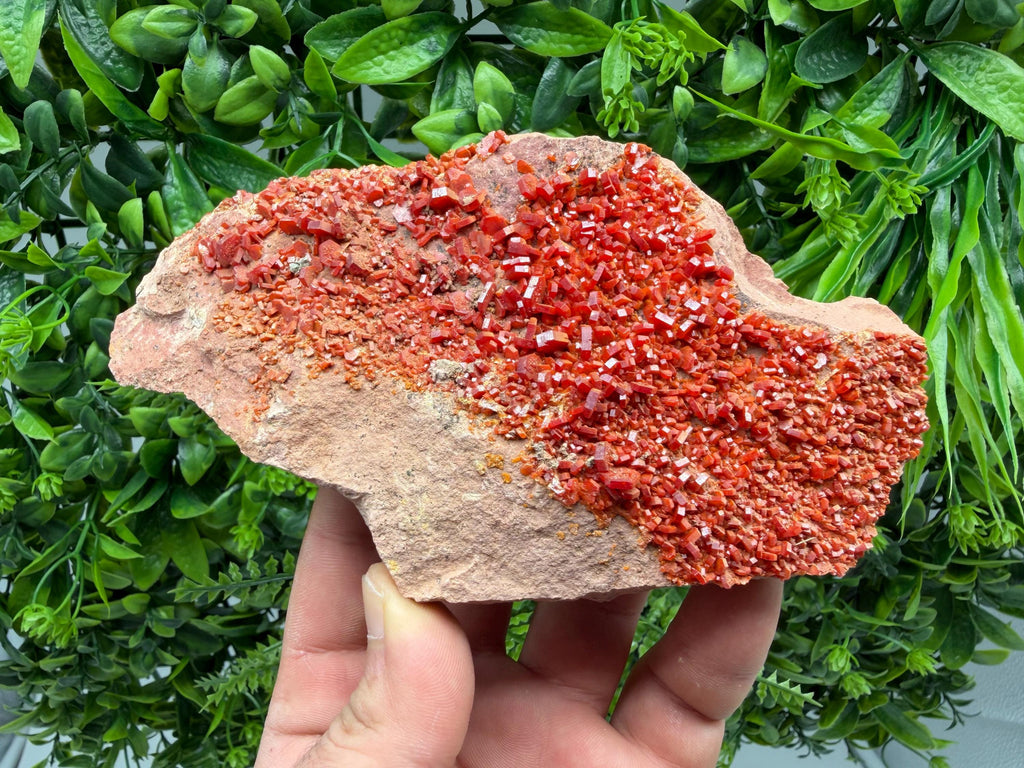 Red Vanadinite on Matrix from Marocco,crystal minerals Speciment cluster Vanadinite crystal Vanadinite Geology Vanadinite cluster minerals