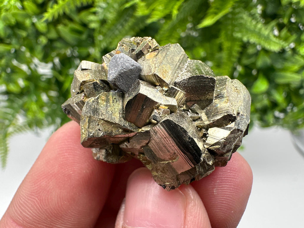Rare crystallisation Pyrite,Borieva mine,Bulgaria,floating Pyrite,golden Pyrite,Pyrite cluster,mini Collection specimen,Rainbow Pyrite