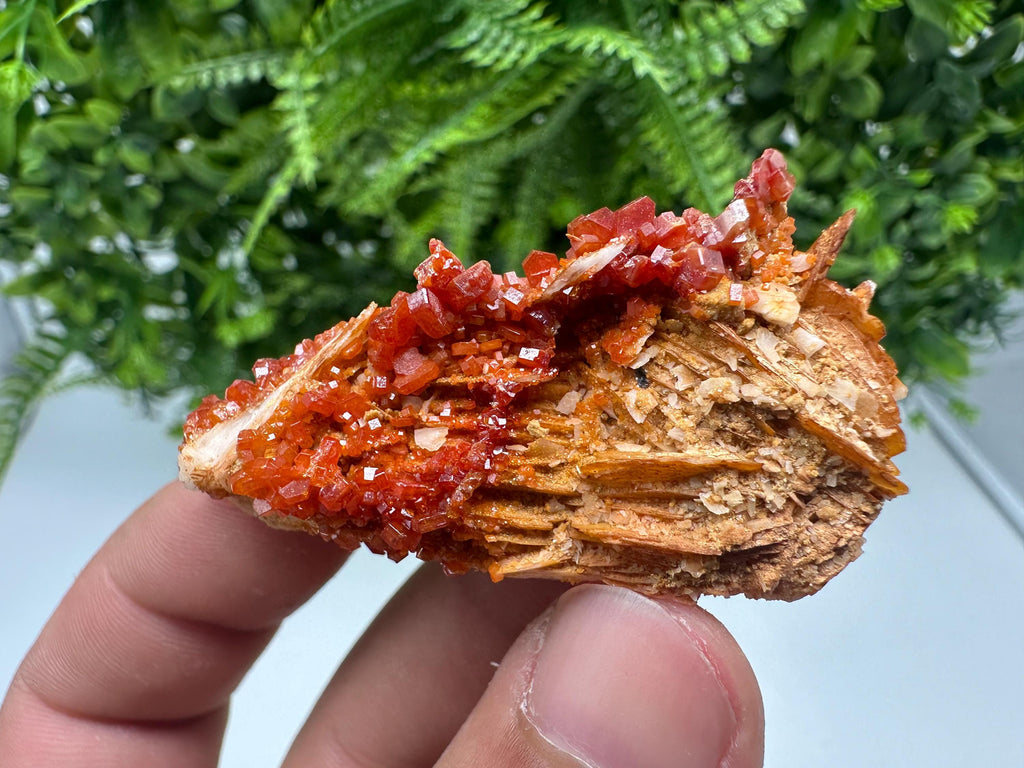 Red Vanadinite on Barite, Morocco Crystal Cluster