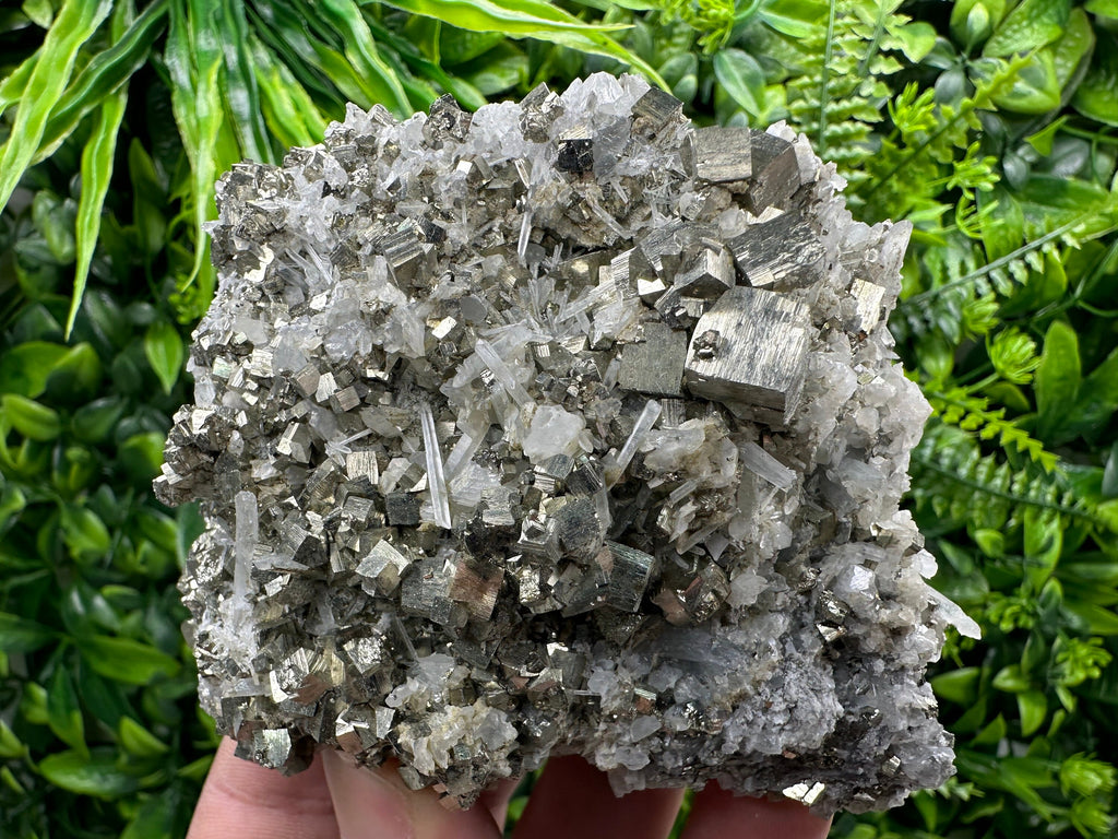 Golden Pyrite on Quartz, Borieva Mine, Bulgaria