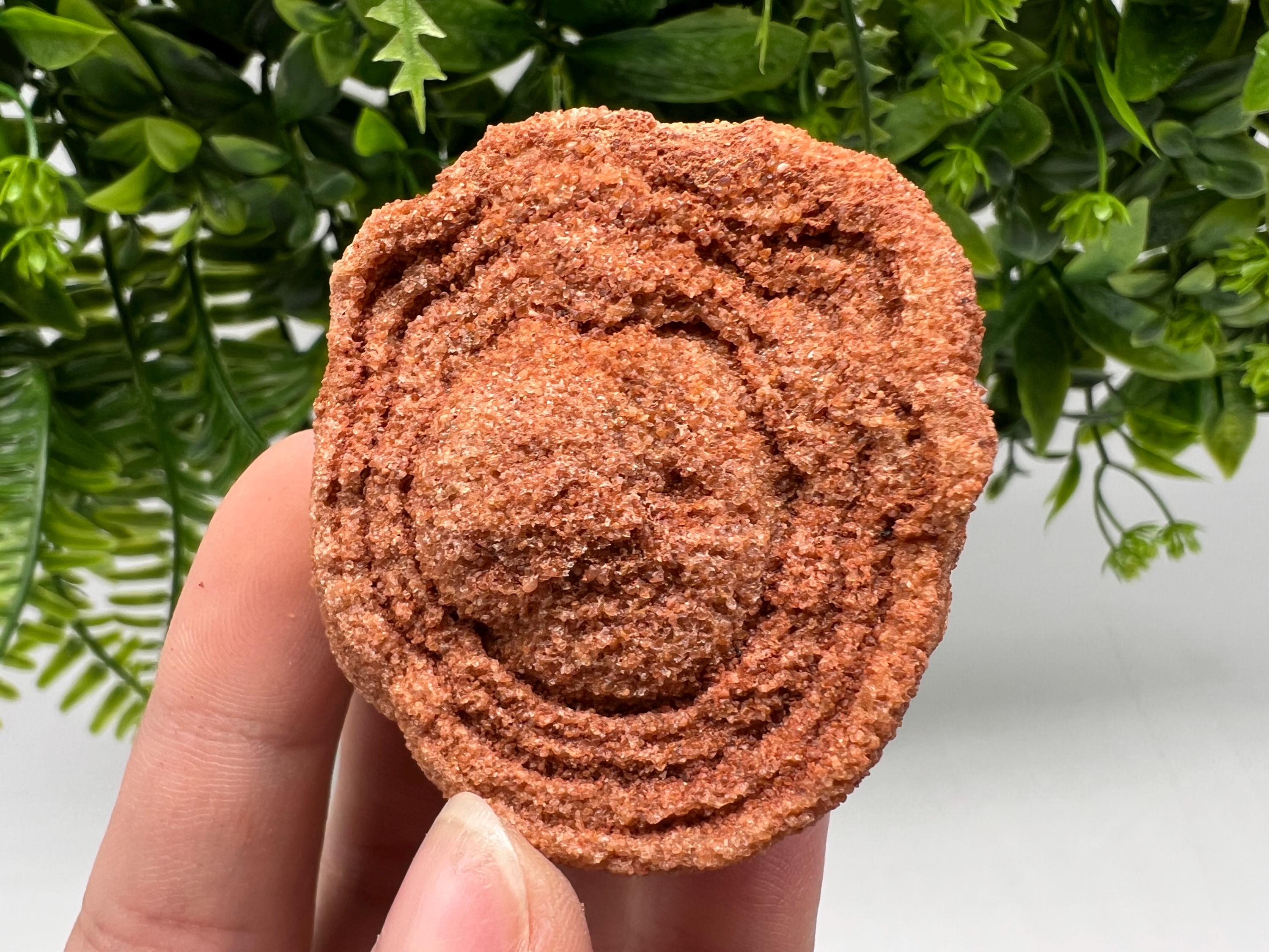 Moroccan Stromatolite Fossil Specimen, Grounding Meditation Stone