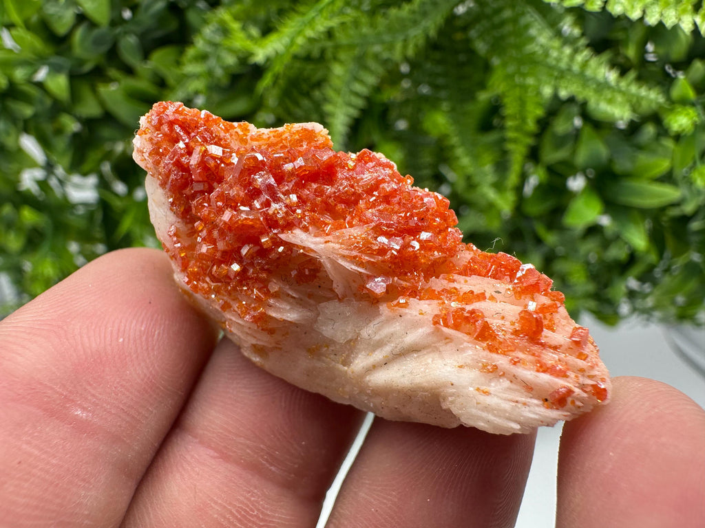 Red Vanadinite on Barite from Marocco,crystal minerals Speciment cluster Vanadinite crystal Vanadinite Geology Vanadinite cluster minerals