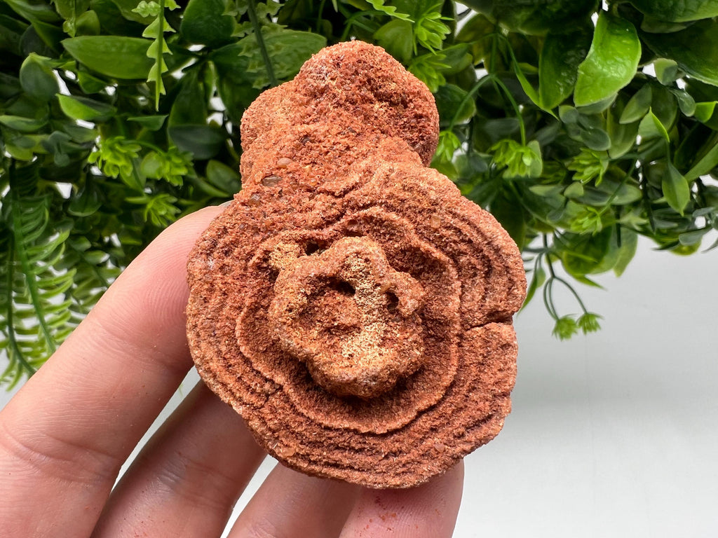 Moroccan Stromatolite Fossil Specimen: Raw Algae for Grounding