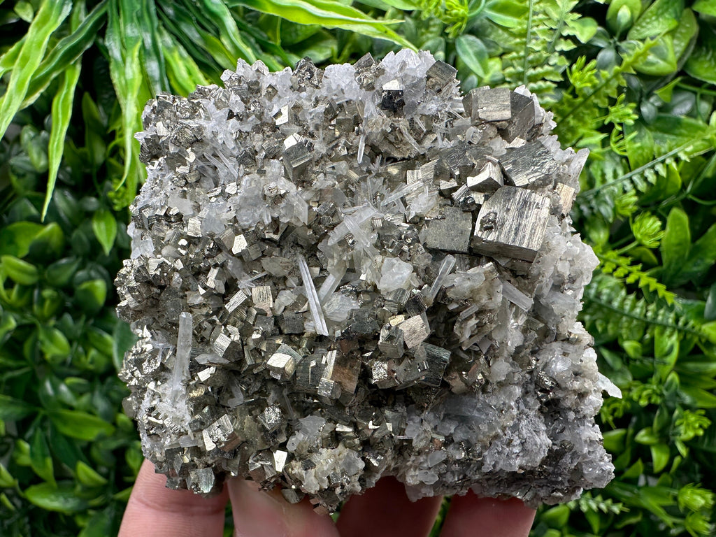 Golden Pyrite on Quartz, Borieva Mine, Bulgaria