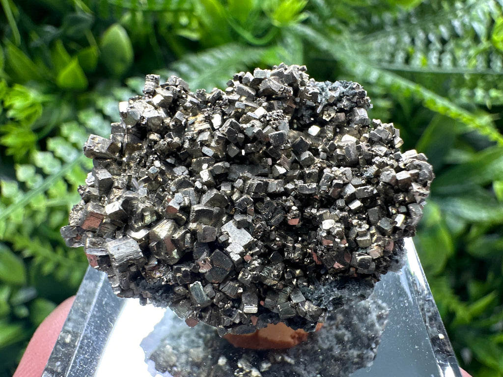 Rare Golden Pyrite Cluster: Borieva Mine, Bulgaria