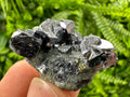Galena Chalcopyrite on Quartz: Crystal Mineral Specimen, Borieva Mine