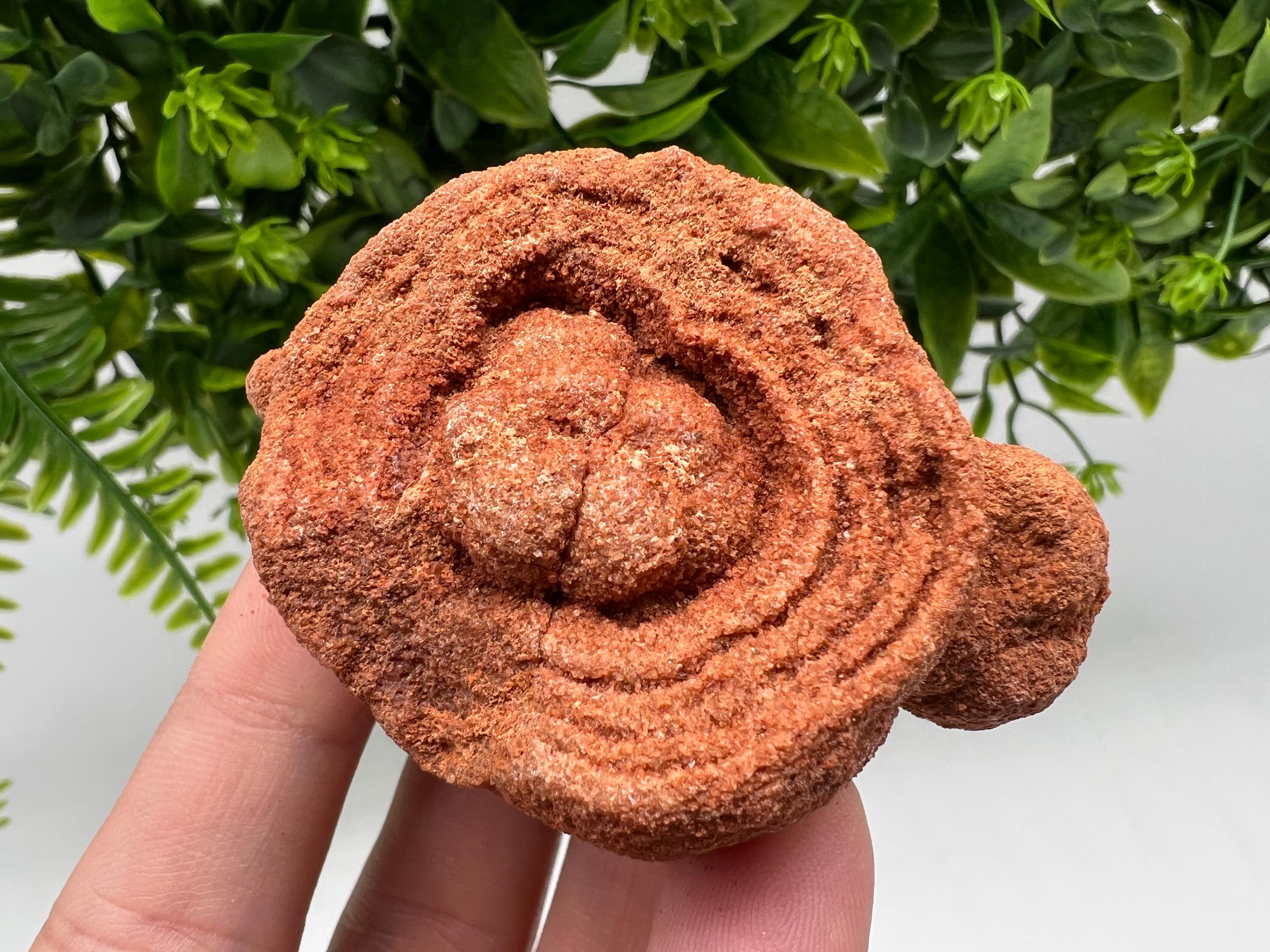 Raw Moroccan Stromatolite Fossil Specimen, Grounding Algae