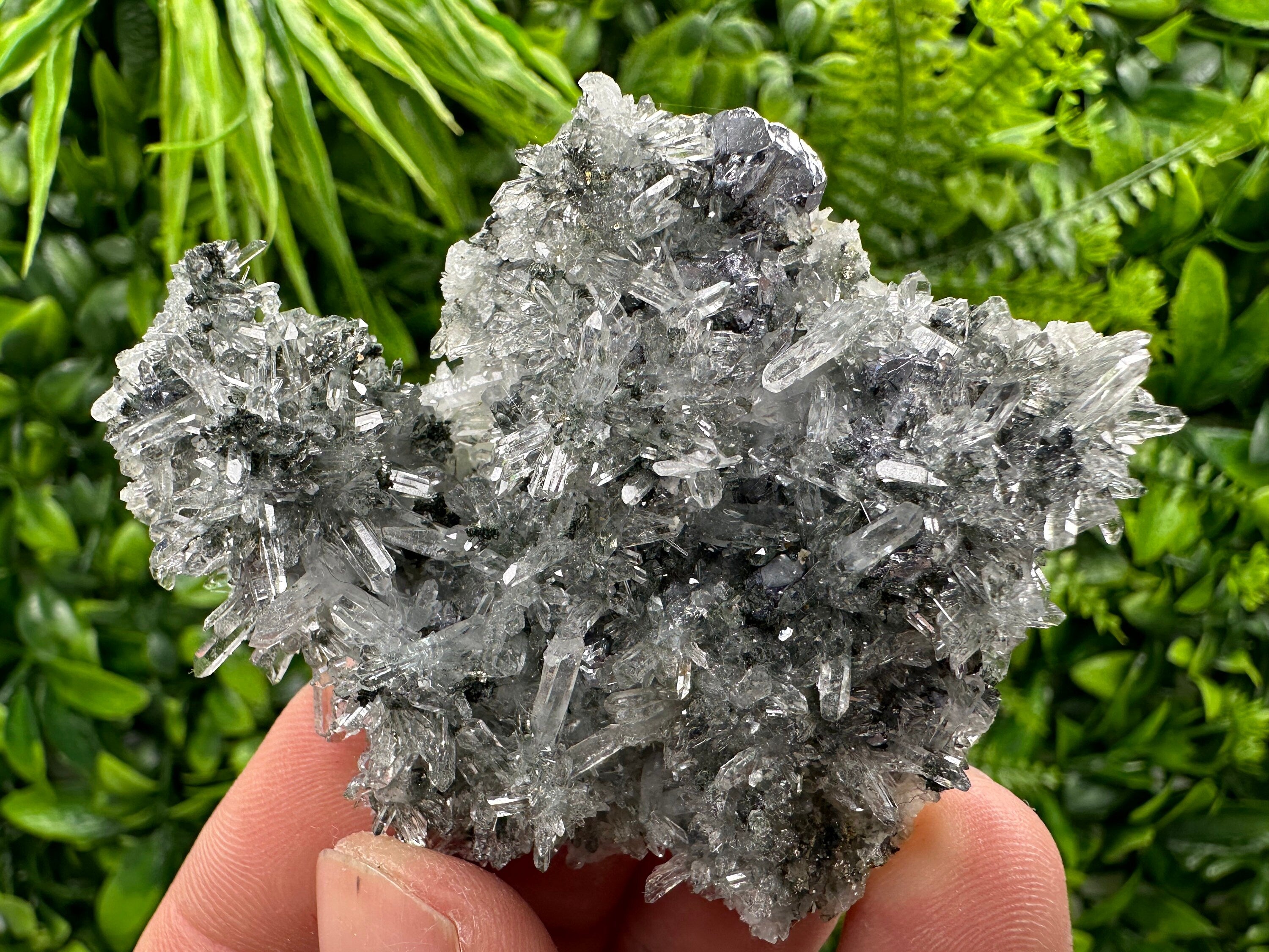 Galena Pyrite on Quartz, Borieva Mine, Bulgaria
