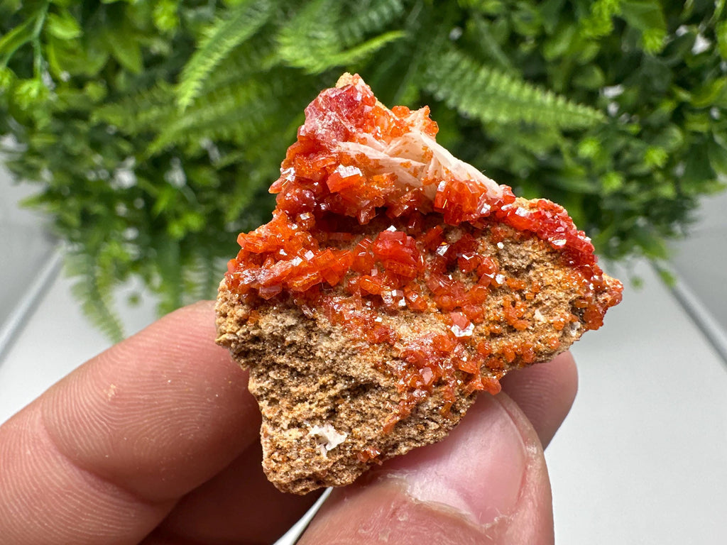 Red Vanadinite on Barite from Marocco,crystal minerals Speciment cluster Vanadinite crystal Vanadinite Geology Vanadinite cluster minerals