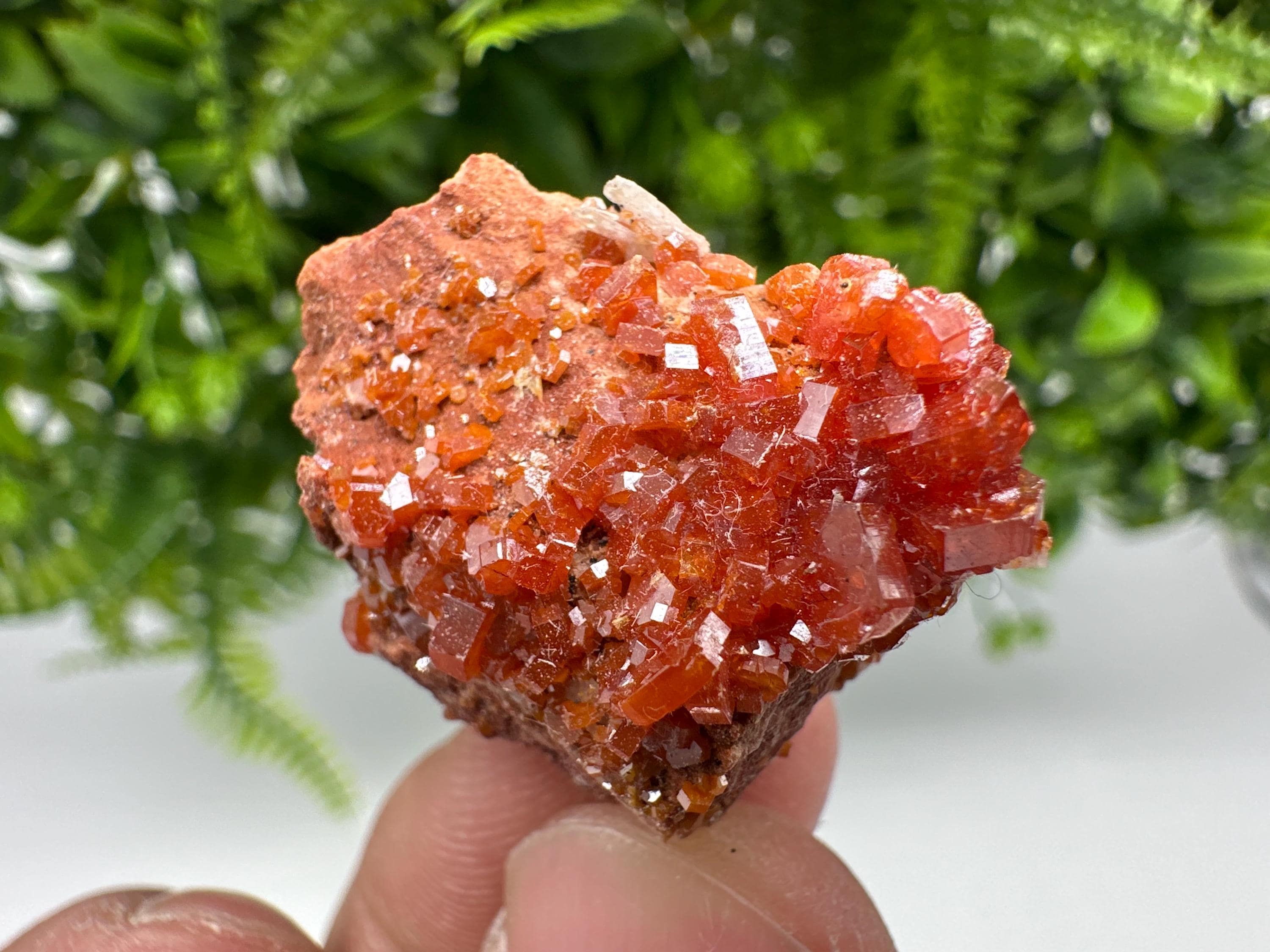 Red Vanadinite Crystal Cluster on Barite, Morocco Mineral Specimen