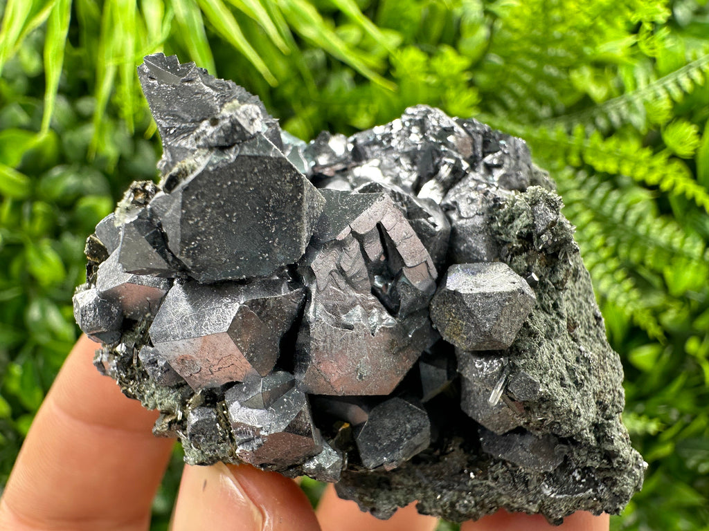 Shiny Galena with Chlorite, Borieva Mine Bulgaria, Mineral Specimen