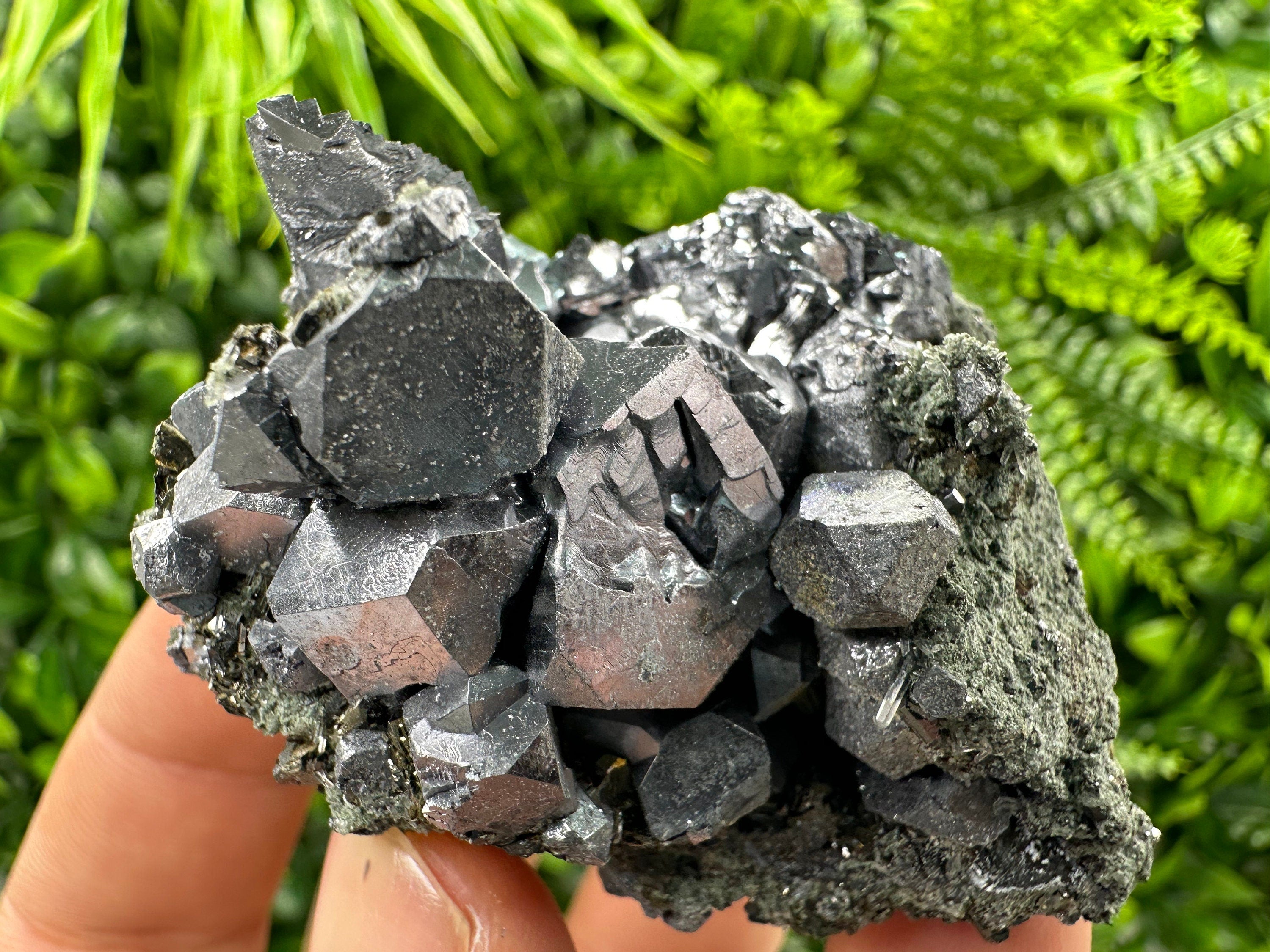 Shiny Galena with Chlorite, Borieva Mine Bulgaria, Mineral Specimen