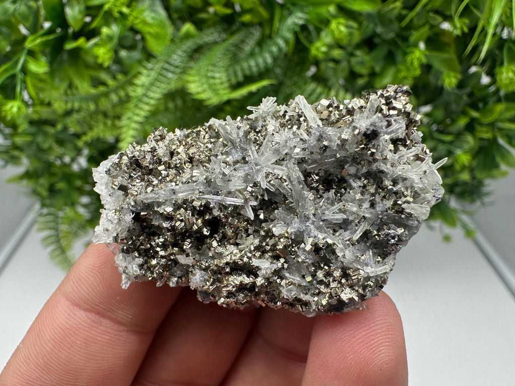 Pyrite on Green Quartz Mineral Specimen, Borieva Mine Bulgaria