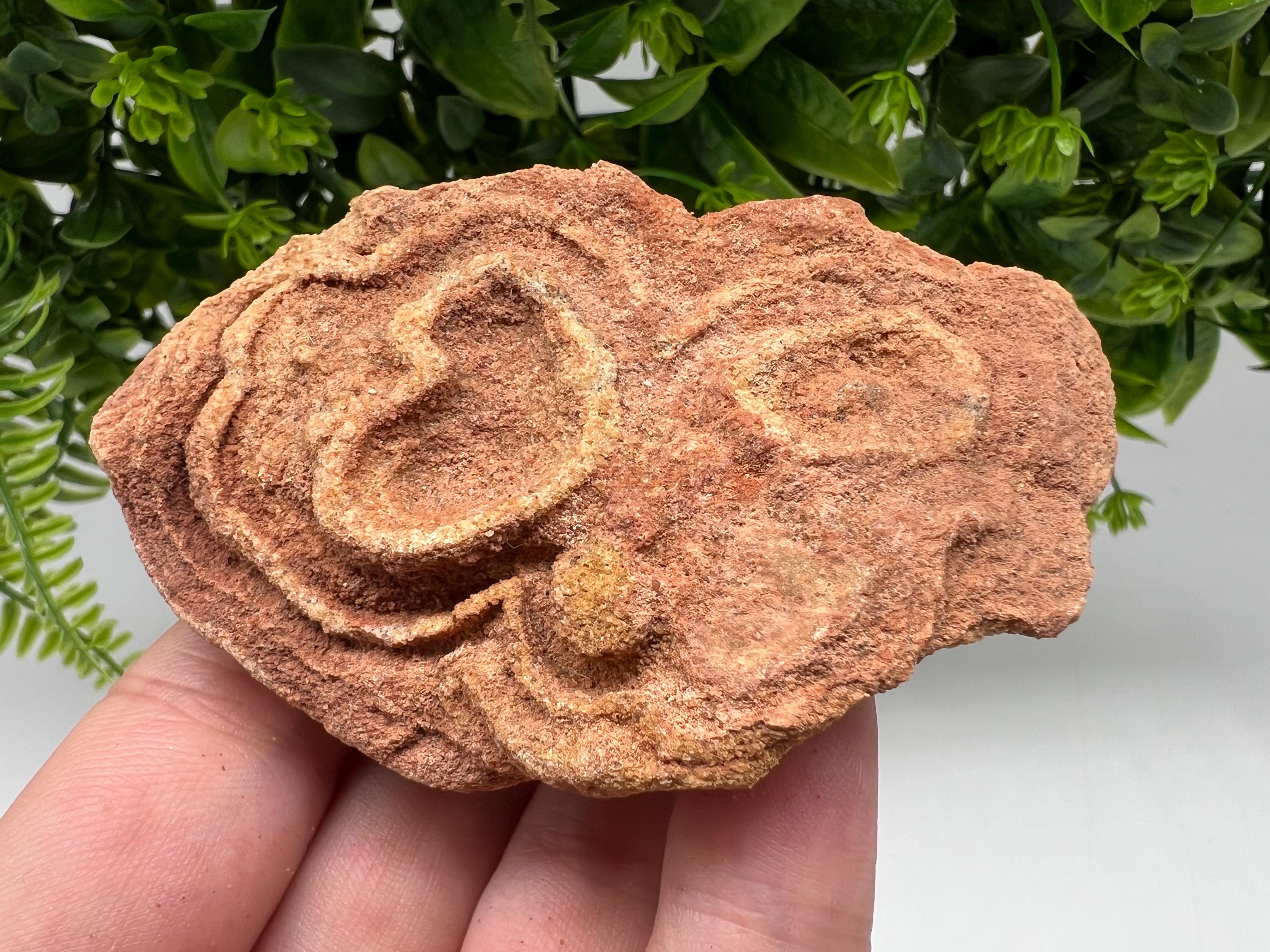 Moroccan Stromatolite Fossil Specimen: Raw Algae for Grounding