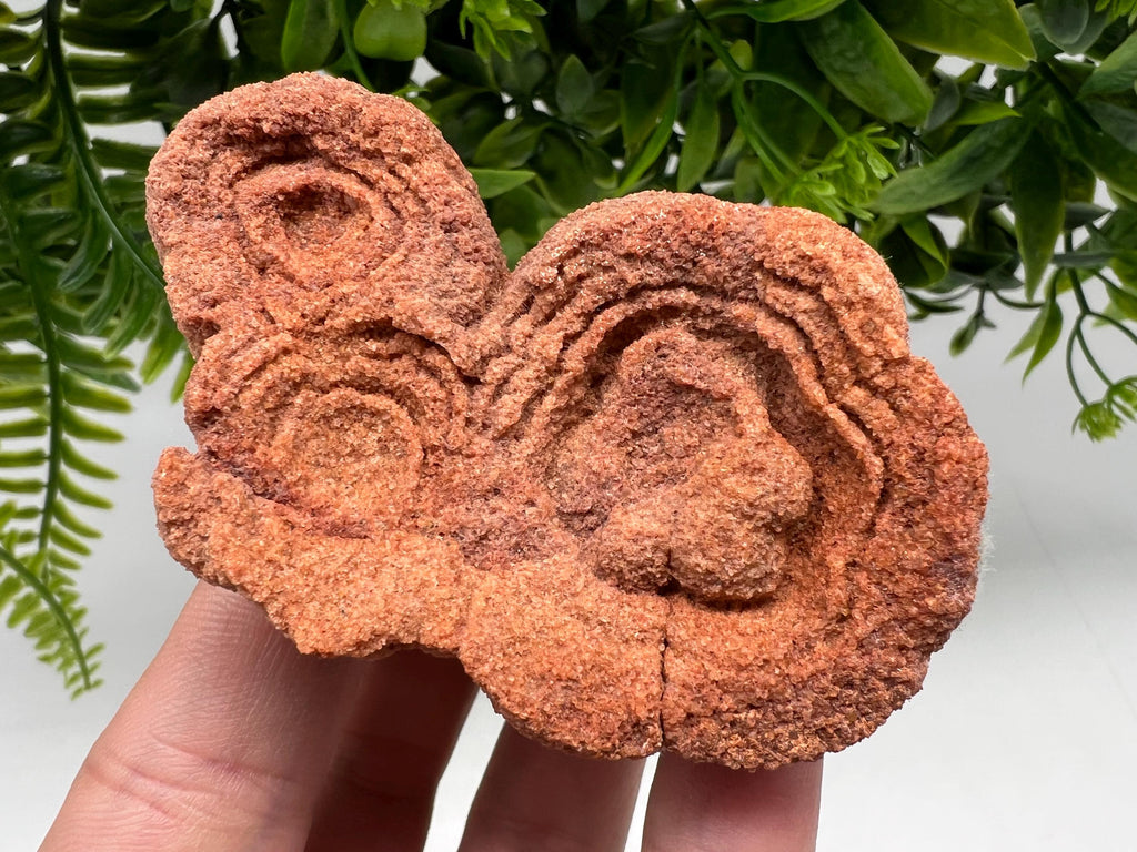 Raw Moroccan Stromatolite Fossil Specimen, Grounding Algae