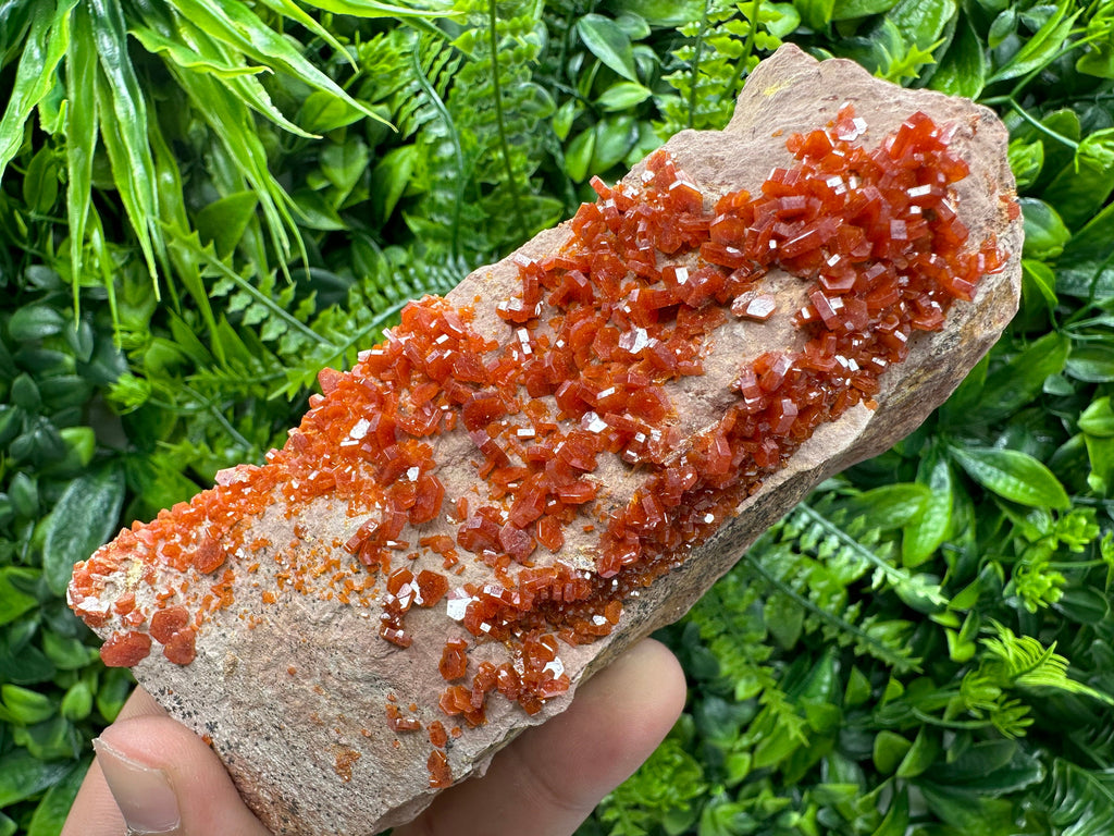 Red Vanadinite Crystal Cluster on Matrix, Morocco Specimen