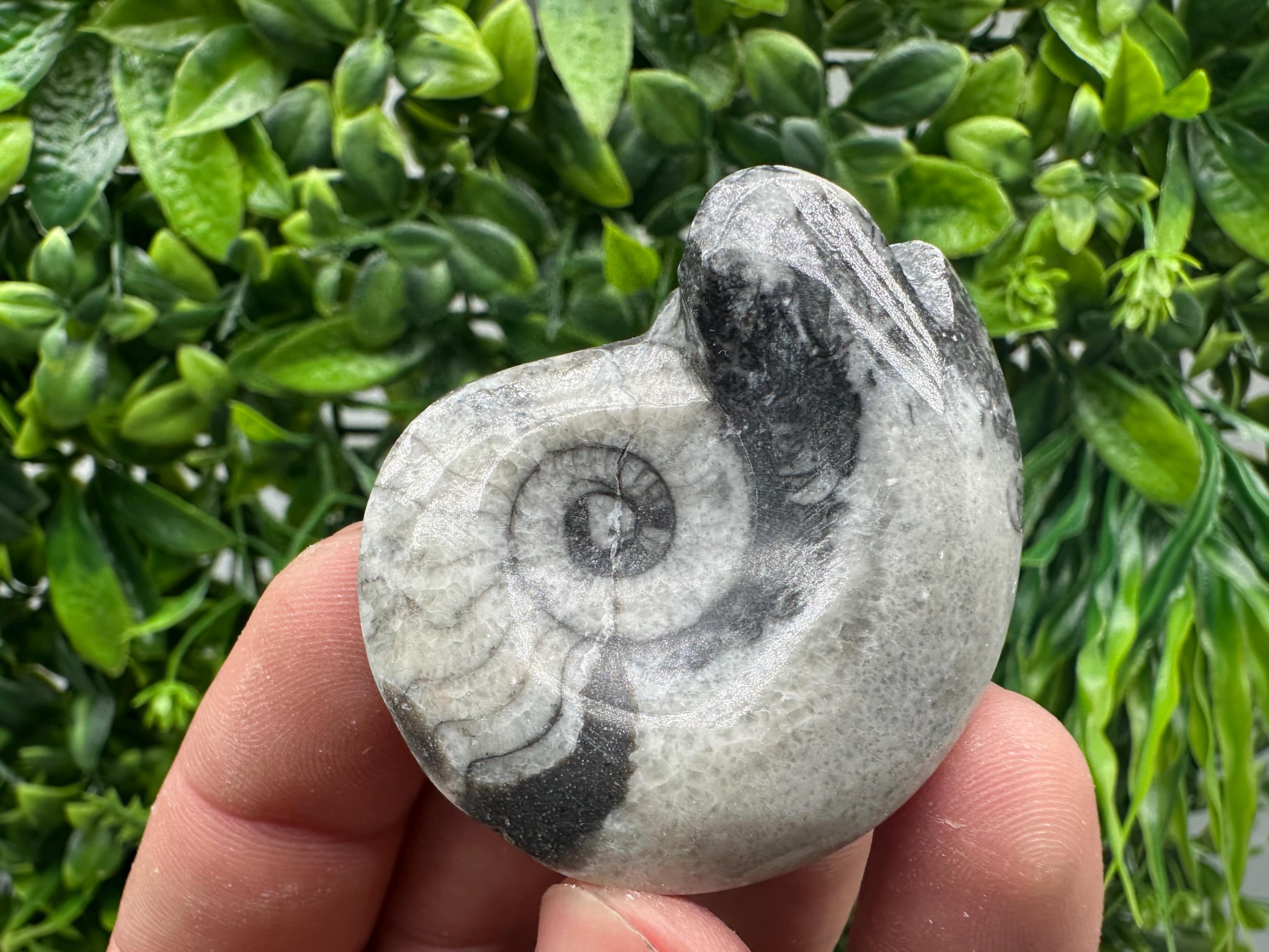 Natural Ammonite Fossil Conch, Reiki Healing Crystal Specimen, Madagascar