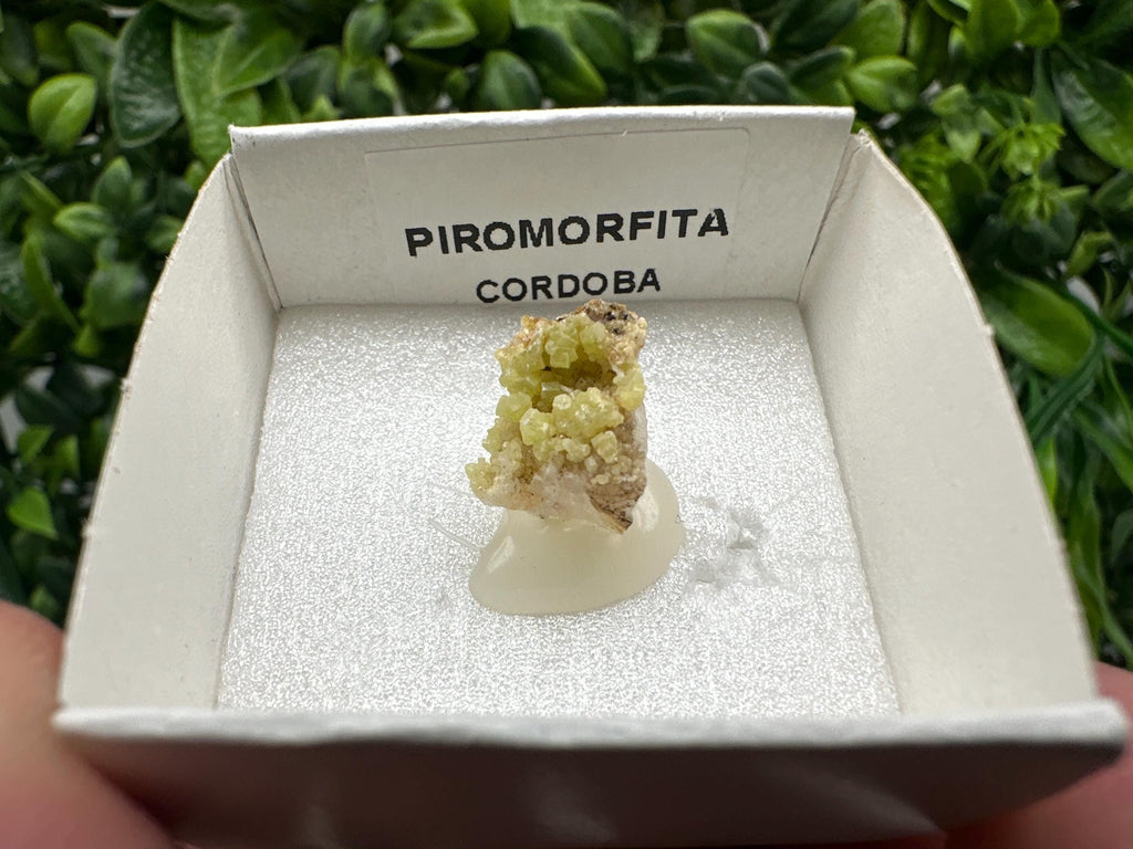 Raw Pyromorphite Crystal Cluster on Matrix, Mini Specimen