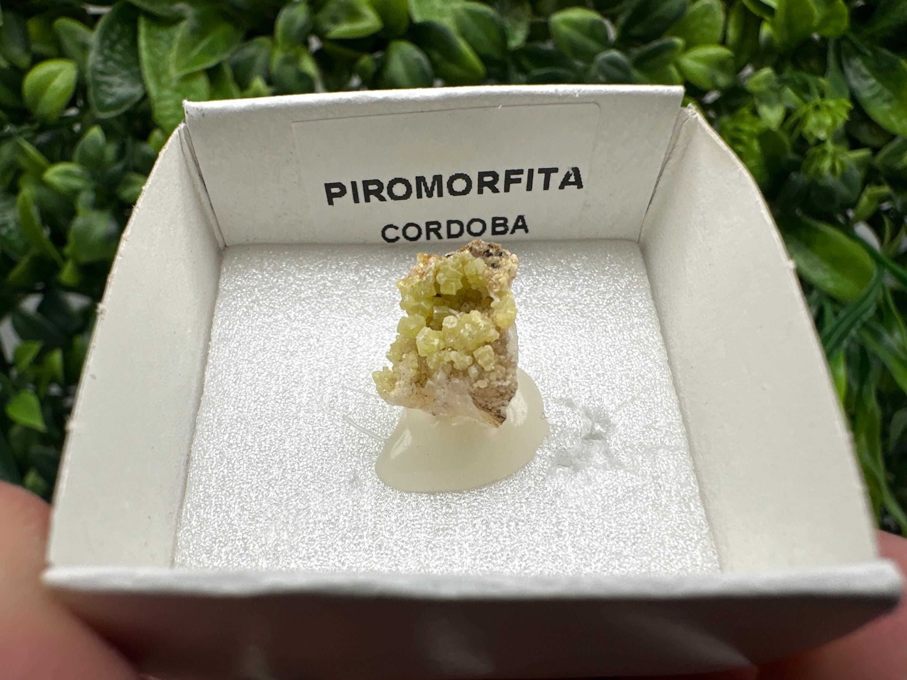 Raw Pyromorphite Crystal Cluster on Matrix, Mini Specimen