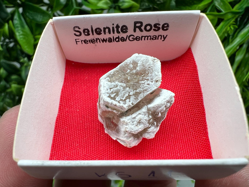 Selenite Rose, Freienwalde Germany, Natural Crystal Mineral Specimen